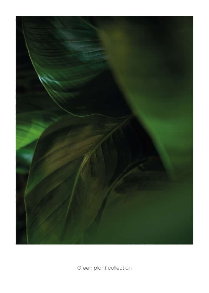 En poster med motivet av gröna blad med svart bakgrund och vit kant.