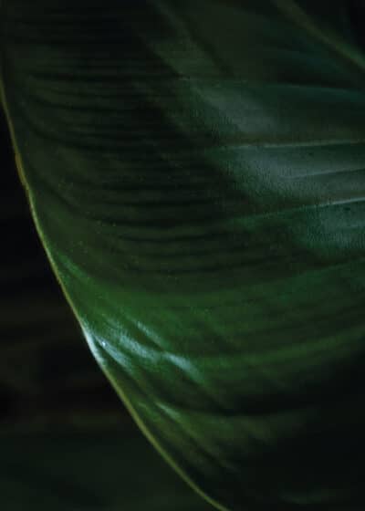 En poster med motiv på en grön växt i närbild med svart bakgrund.